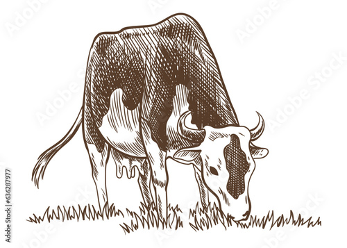 Cows chewing grass farm on grazing on meadow. Hand drawn farm land vector illustration. Rural landscape, village vintage sketch