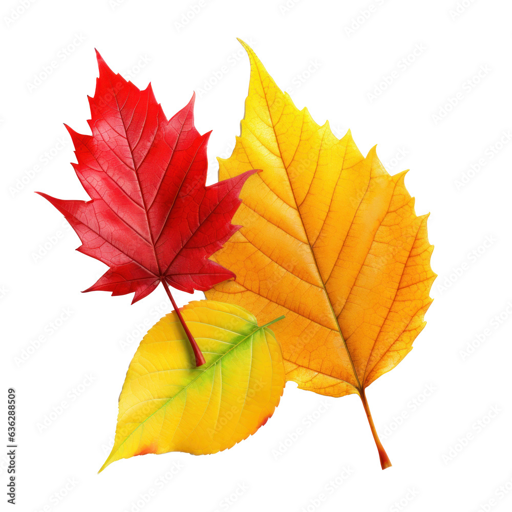 Autumn colored fall leaf isolated. Autumn colored fall leaf isolated.