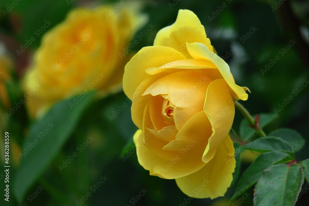 花の女王 花の女王