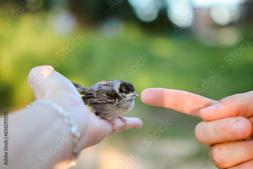 little poor miserable sparrow in hand.help animals and birds.bird sits on hand.little sparrow.animal rescue.ornithogology.sparrow fledgling.human kindness.helping hand.cute chick.fallen out of nest.