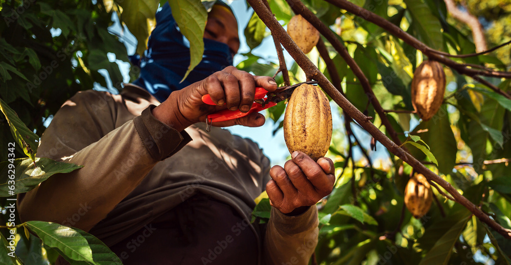 Harvest the agricultural cocoa business produces. Low-angle view of .Cocoa farmers use pruning shears to cut the cocoa pods or ripe yellow cacao from the cacao tree - obrazy, fototapety, plakaty 
