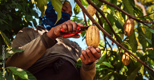 Harvest the agricultural cocoa business produces. Low-angle view of .Cocoa farmers use pruning shears to cut the cocoa pods or ripe yellow cacao from the cacao tree
