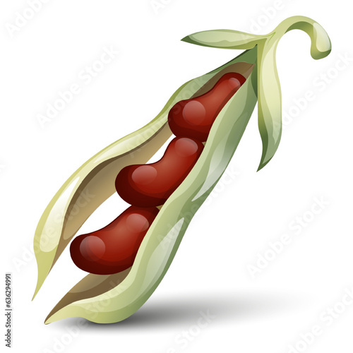 Haricot beans vector on white background