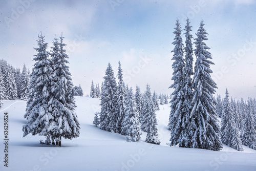 Winter landscape. Lawn and forest. High mountain. Trees covered with white snow. Snowy background. Nature scenery. © Vitalii_Mamchuk