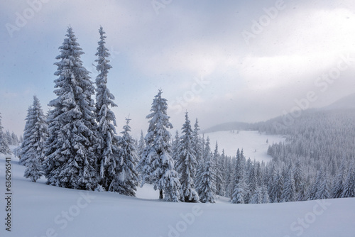 Lawn and forest. Winter landscape. High mountain. Trees covered with white snow. Snowy background. Nature scenery. © Vitalii_Mamchuk