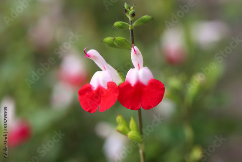 Salvia Hot Lips flowers in full sun.
