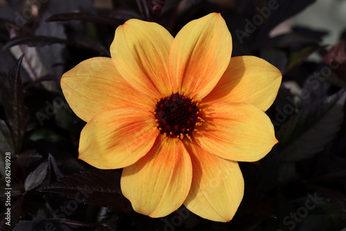 Large Dahlia flower called Mystic Spirit against dark chocolate leaves in full sun.