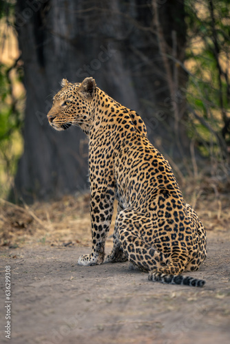 Leopard sits on sandy ground turning left
