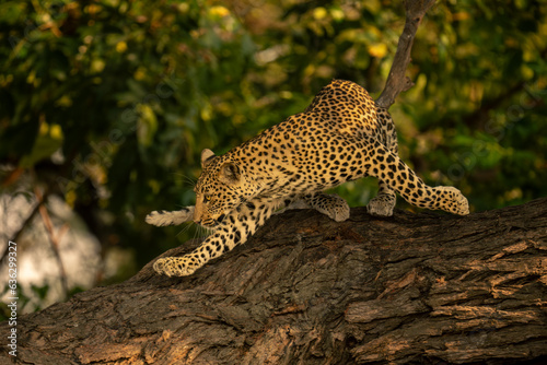 Leopard turns to run down thick branch