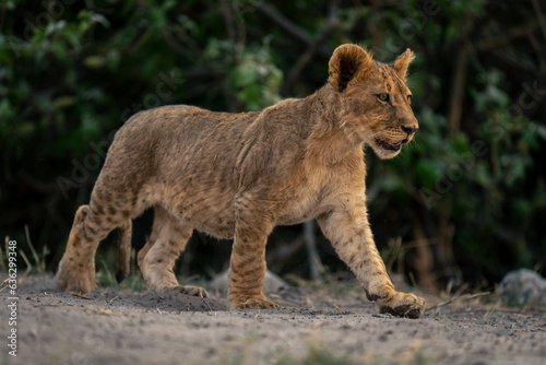 Lion cub walks placing foot on sand