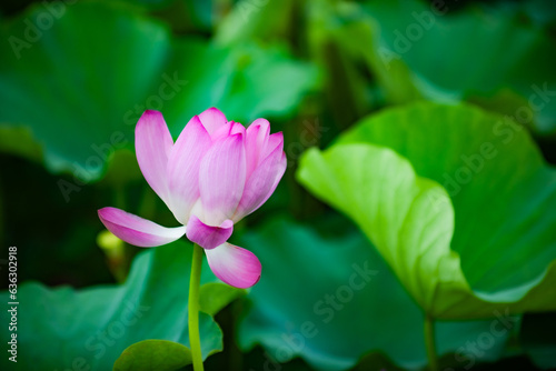 Shooting lotus flowers in summer  moving the camera to take blurry special effects