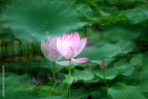 Shooting lotus flowers in summer, moving the camera to take blurry special effects