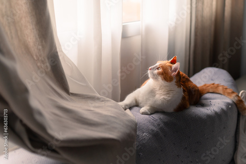 brown and white cat with yellow eyes lying on a gray sofa under the window at sunset