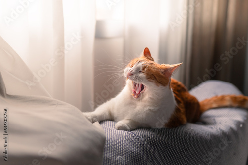 brown and white cat with yellow eyes lying on a gray sofa under the window at sunset, yawns