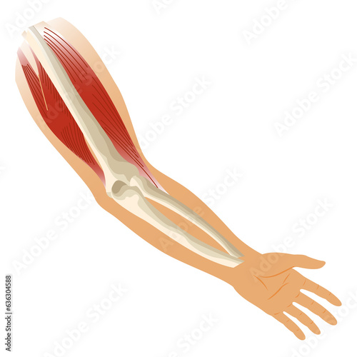 Arm muscle biceps with skeleton. Muscle tension of human hand on white background. Bones and joints in male silhouette. Medical illustration of hand for clinic or hospital