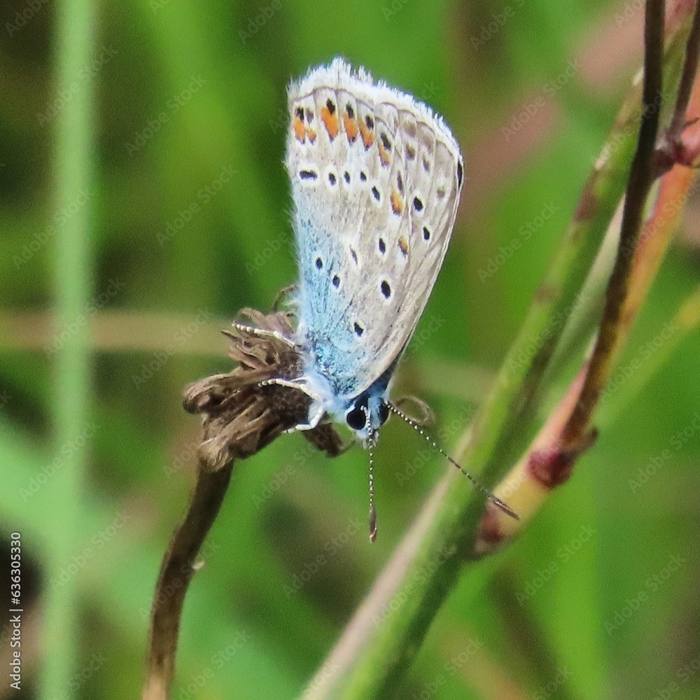 Fototapeta premium butterfly on a leaf