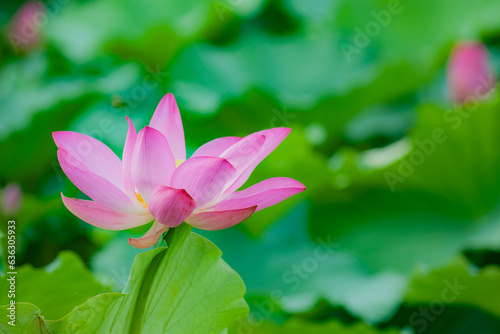 Lotus blooming in summer  in northern China