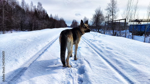 Dog German Shepherd in a winter day on railway road and white snow arround. Big waiting eastern European dog veo and white snow