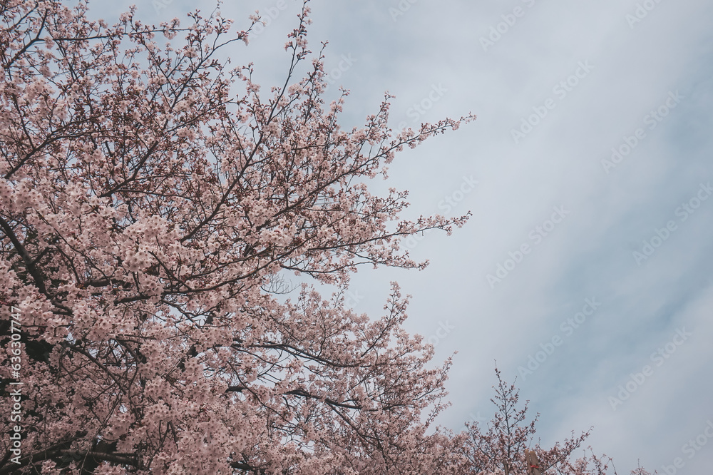 beautiful pink sakura cherry blossom flowers blooming in the garden in spring beautiful pink sakura cherry blossom flowers blooming in the garden in spring