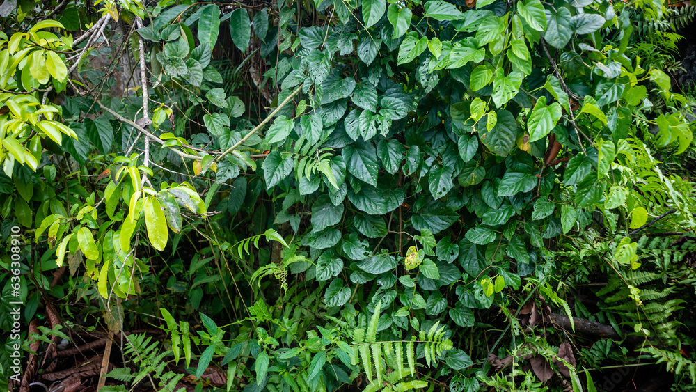 beautiful and amazing green leaves