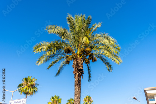 Top of a palm tree Alanya Turkey