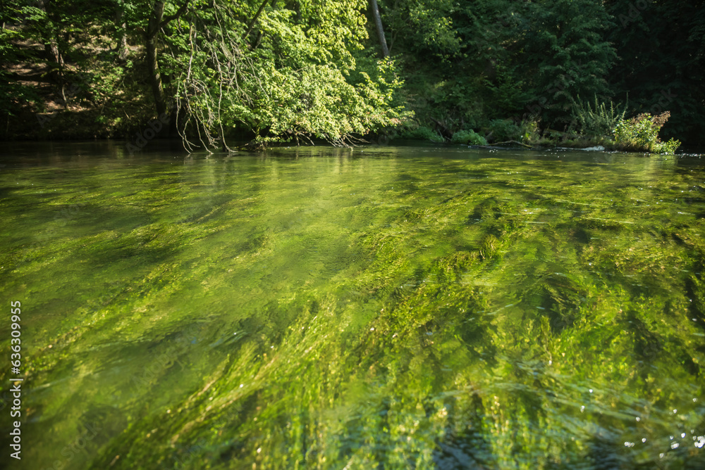 Obraz premium Falująca trawa podwodna na tle brzegu lasu w promieniach słońca.