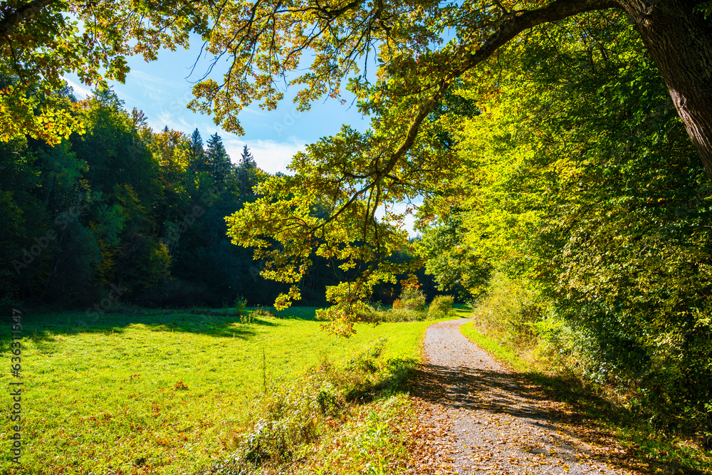 Germany, Autumn atmosphere trees at the edge of the forest curved way sun blue sky at sunset romantic light in nature landscape hiking