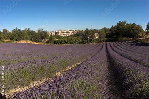 Lavandula latifolia, culture de la lavande, Village, Valensole , 04, Alpes de Haute Provence, France