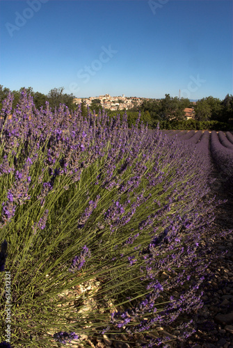 Lavandula latifolia, culture de la lavande, Village, Valensole , 04, Alpes de Haute Provence, France