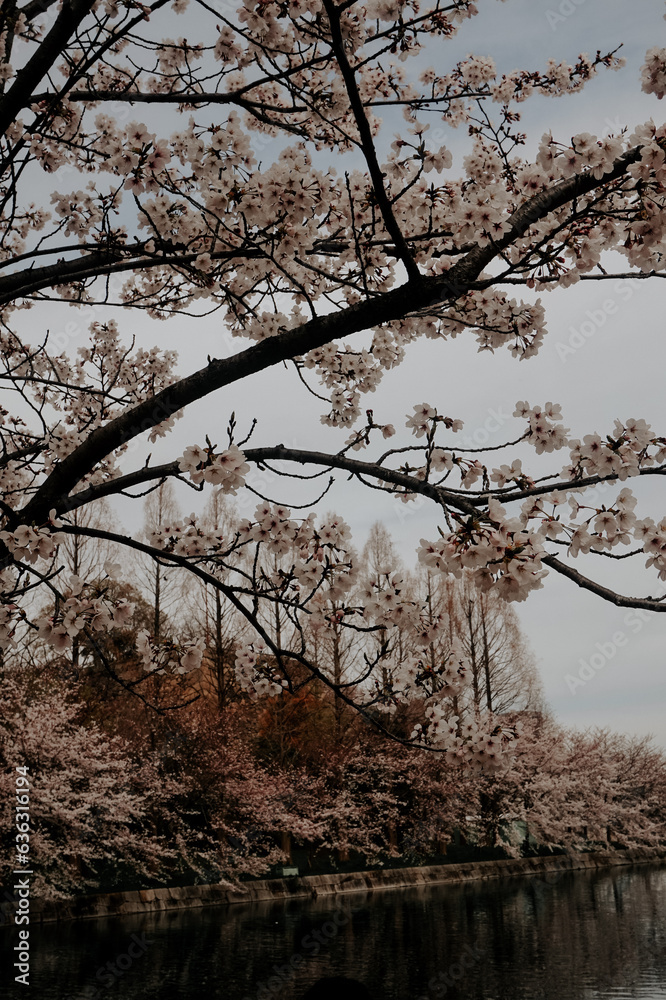 Obraz premium beautiful pink sakura cherry blossom flowers blooming in the garden in spring