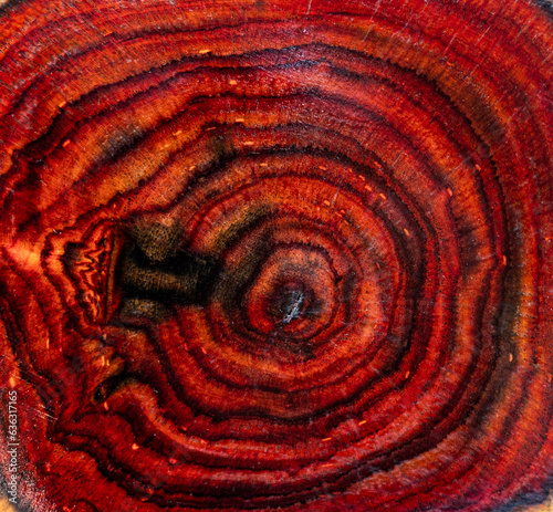 Tree age year rings wooden saw cut of Siam rosewood