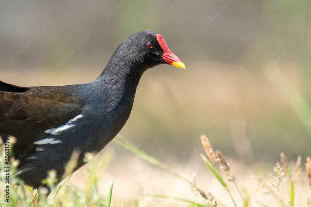 Close-up of a sitting / standing common moorhen with green backgorund Close-up of a sitting / standing common moorhen with green backgorund