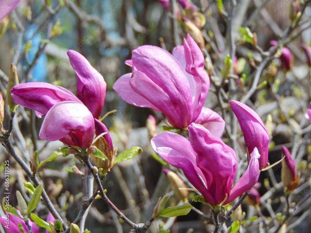Flowering magnolia tree in the spring - in Romania Flowering magnolia tree in the spring - in Romania