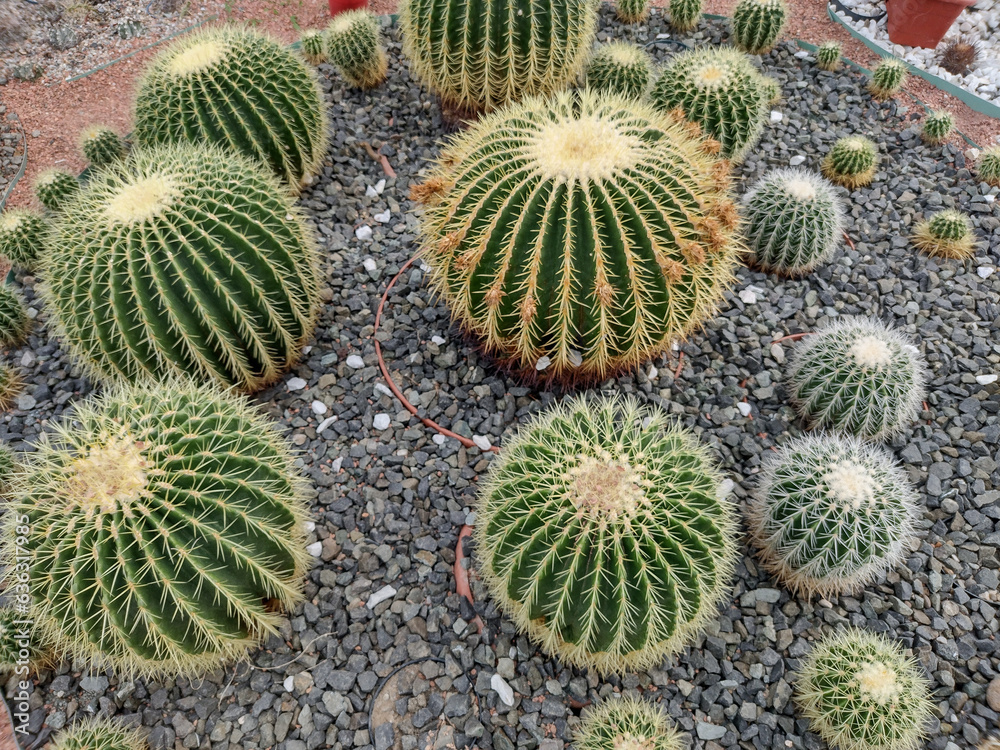 group of Golden Barrel Cactus (Echinocactus grusonii) group of Golden Barrel Cactus (Echinocactus grusonii)