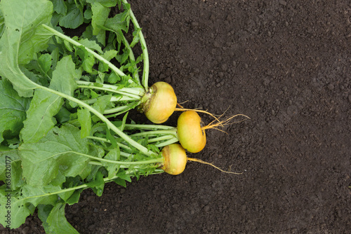 turnips in the garden - stock photo