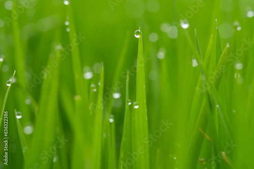 sparkling morning dew on the green grass. blurred image of dew or raindrops. natural background. droplets. 