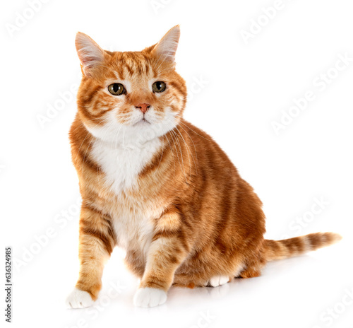 Fototapeta Naklejka Na Ścianę i Meble -  ginger cat in studio