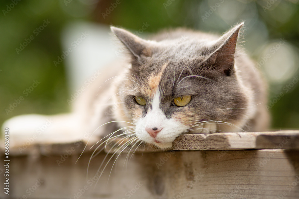 beautiful gray and white cat lying on wooden stand on nature background, pet life concept beautiful gray and white cat lying on wooden stand on nature background, pet life concept