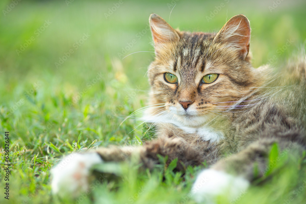 Beautiful red fluffy cat lies on green grasson on nature in countryside yard