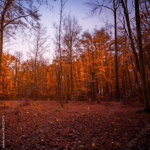 Autumn forest at sunset