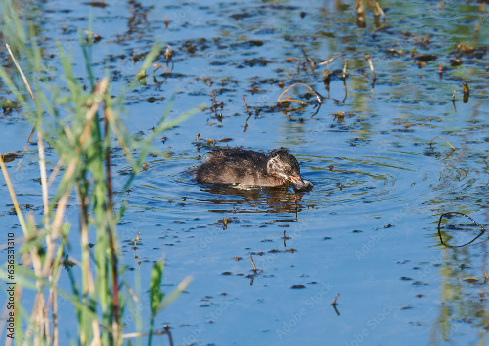 juvenile Blässralle auf dem Wasser bei der Nahrungssuche juvenile Blässralle auf dem Wasser bei der Nahrungssuche