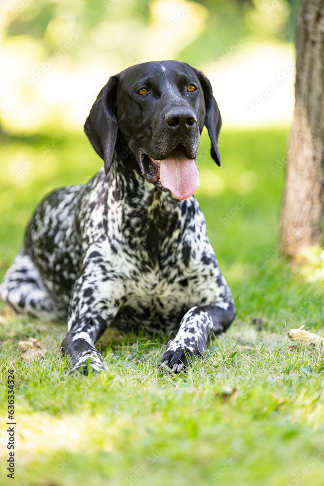 Hunting dog-deutsch kurzhaar