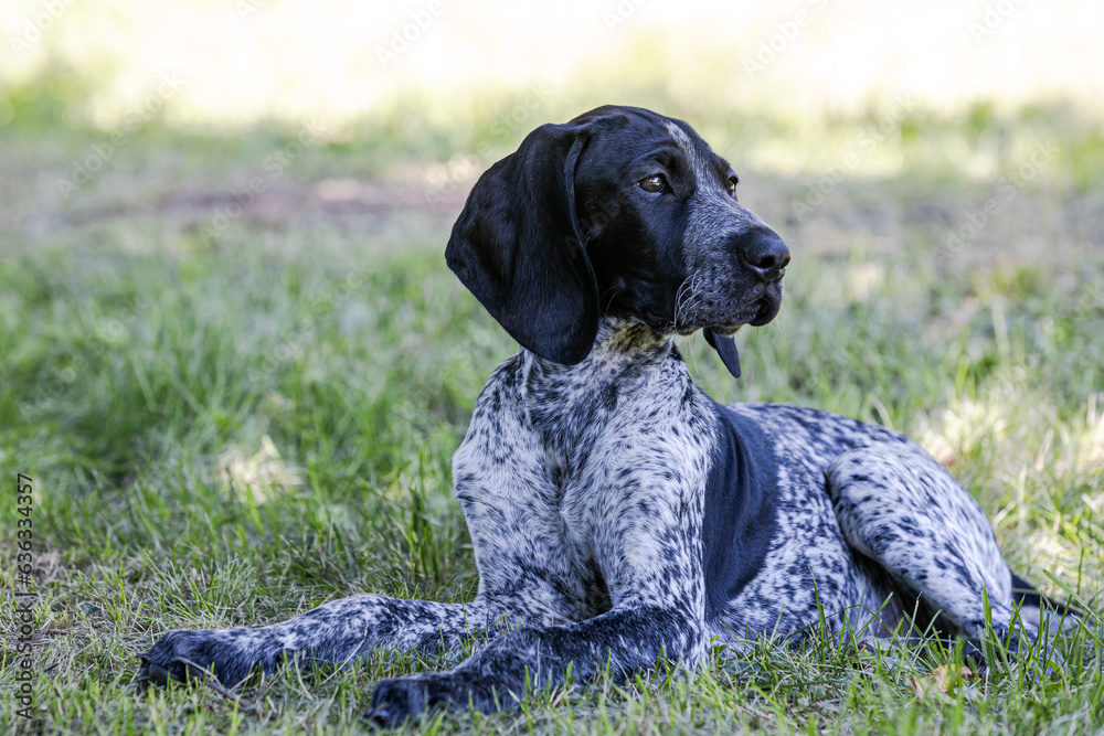 Hunting dog-deutsch kurzhaar