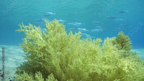 Soft coral Yellow Broccoli or Broccoli coral (Litophyton arboreum) on sandy seabed on sunny day, shoal of mackerel swims in background, Slow motion, Camera moving forwards approaching coral photo