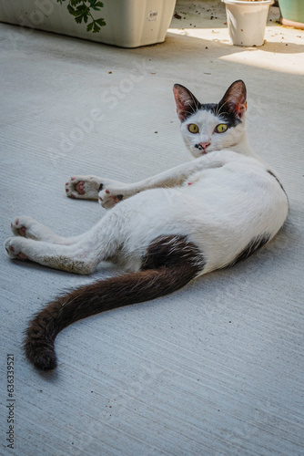 猫