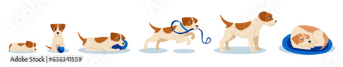 Cartoon dog life stages. Cute puppy, adult and senior dog. Beagle pet timeline journal vector illustration