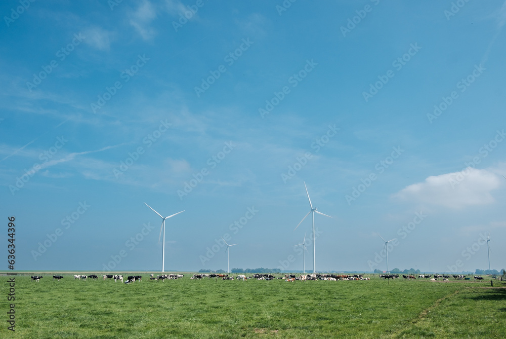 Livestock farming in Flevoland || Veeteelt in Flevoland