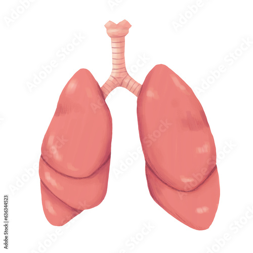 Lungs illustration