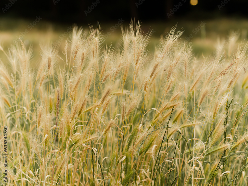 Fototapeta premium plants grown wild on the field