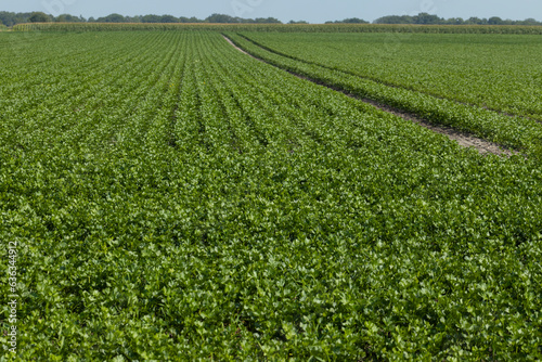 Field of celery. Vegetables. Farming. Es Uffelte Drenthe Netherlands. 